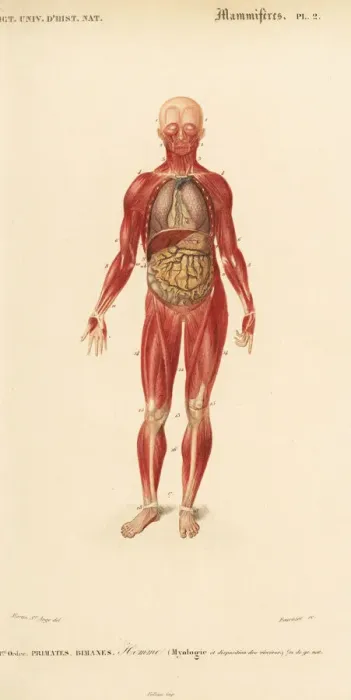 Framed Print : Human musculature and internal organs