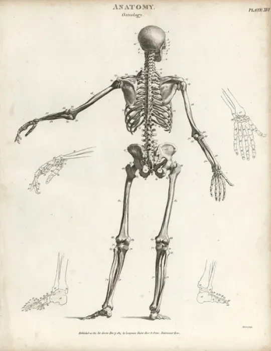 Framed Print : Human skeleton from the back Framed Print : Human skeleton from the back
