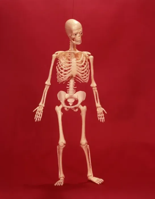 Framed Print : Human Skeleton Framed Print : Human Skeleton