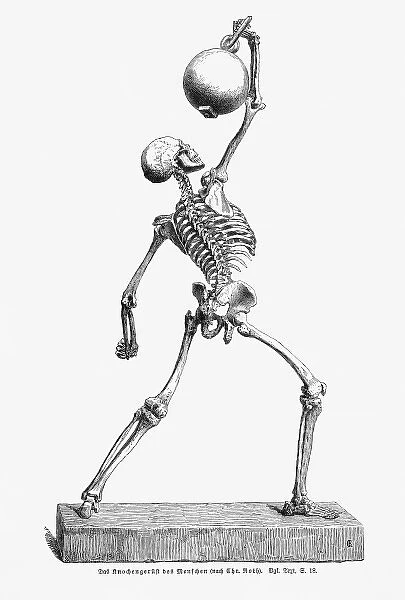 Human skeleton holding a heavy object