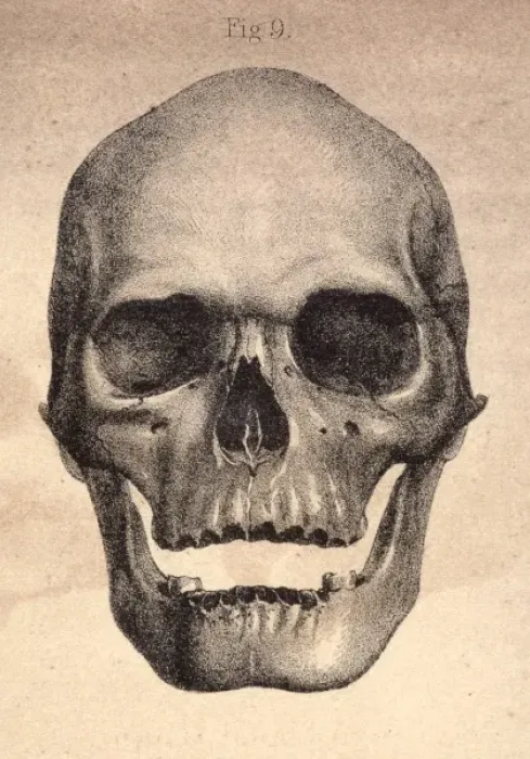 Framed Print : Human Skull / 1841 Framed Print : Human Skull / 1841