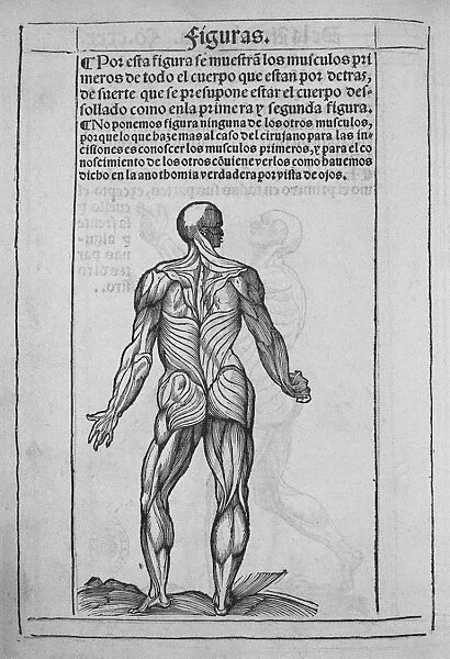 Humans anatomy book. Printed in 1551 in Valladolid