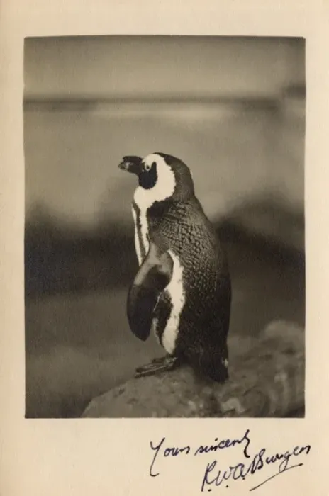 Framed Print : Humboldt Penguin, Chile, South America Framed Print : Humboldt Penguin, Chile, South America