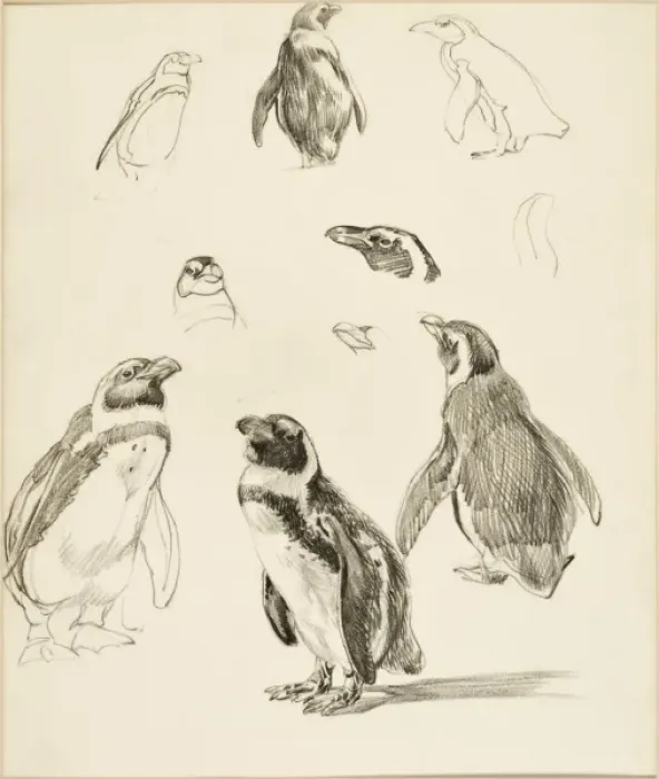 Framed Print : Humboldt Penguins - A series of studies Framed Print : Humboldt Penguins - A series of studies