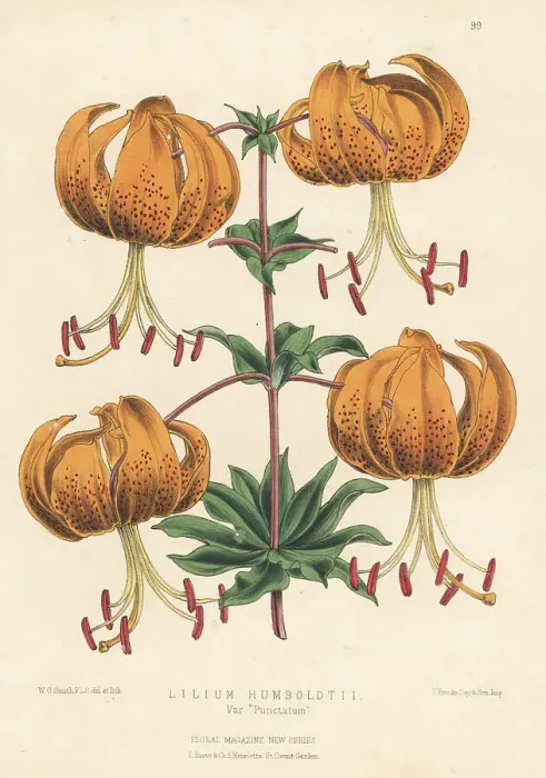 Framed Print : Humboldt's lily cultivar, Lilium humboldtii var. Punctatum Framed Print : Humboldt's lily cultivar, Lilium humboldtii var. Punctatum