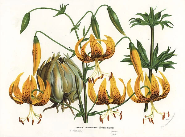 Humboldt's lily, Lilium humboldtii
