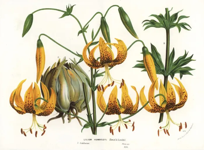 Framed Print : Humboldts lily, Lilium humboldtii Framed Print : Humboldts lily, Lilium humboldtii