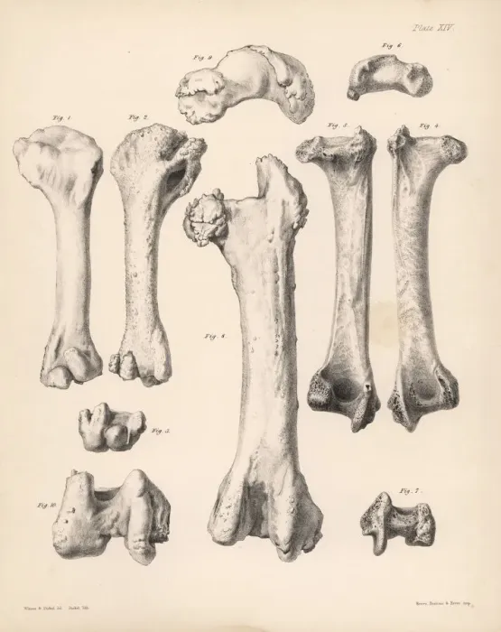 Framed Print : Humerus and femur of the extinct Rodrigues Framed Print : Humerus and femur of the extinct Rodrigues