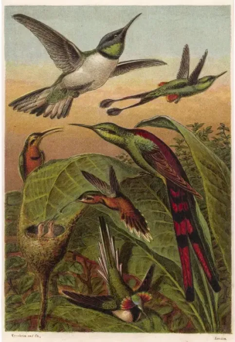 Framed Print : Humming Birds - 1 Framed Print : Humming Birds - 1