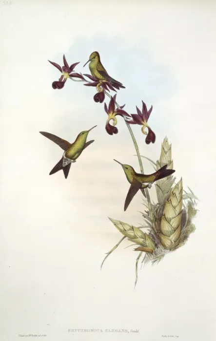 Framed Print : Hummingbird Framed Print : Hummingbird