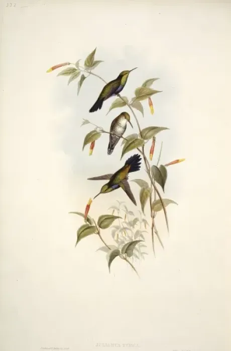 Framed Print : Hummingbird Framed Print : Hummingbird