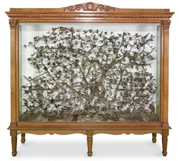 Framed Print : Hummingbird case Framed Print : Hummingbird case