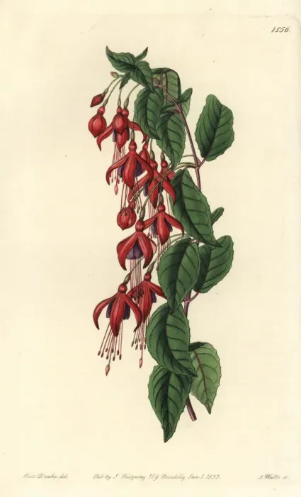 Framed Print : Hummingbird fuchsia, Fuchsia magellanica Framed Print : Hummingbird fuchsia, Fuchsia magellanica