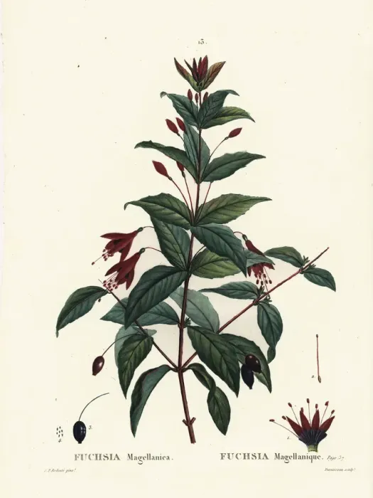 Framed Print : Hummingbird fuchsia, Fuchsia magellanica Framed Print : Hummingbird fuchsia, Fuchsia magellanica