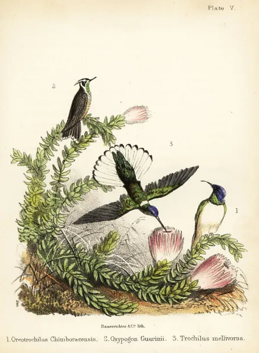 Framed Print : Hummingbird species Framed Print : Hummingbird species