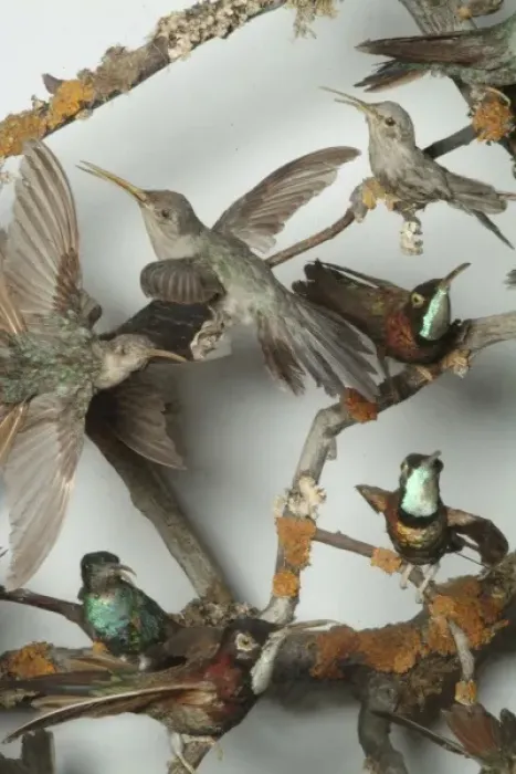 Framed Print : Hummingbirds in a cabinet Framed Print : Hummingbirds in a cabinet