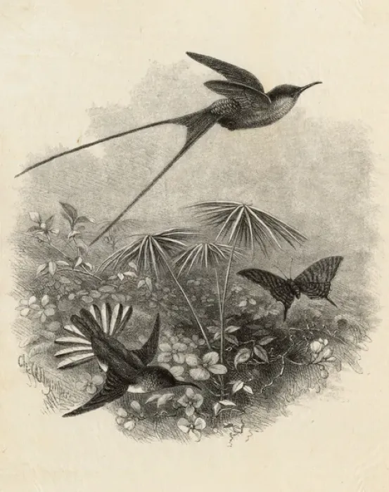 Framed Print : Hummingbirds by Charles Whymper Framed Print : Hummingbirds by Charles Whymper