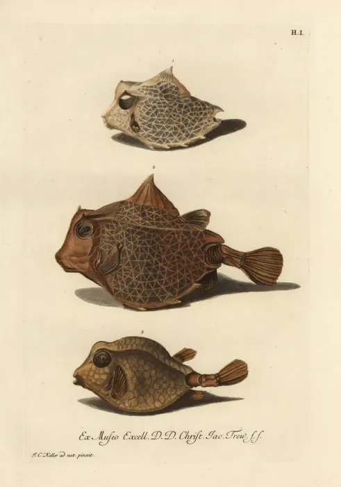 Framed Print : Humpback turretfish 1, 2, and smooth trunkfish 3 Framed Print : Humpback turretfish 1, 2, and smooth trunkfish 3