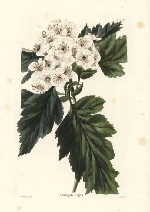 Framed Print : Hungarian hawthorn, Crataegus nigra Framed Print : Hungarian hawthorn, Crataegus nigra