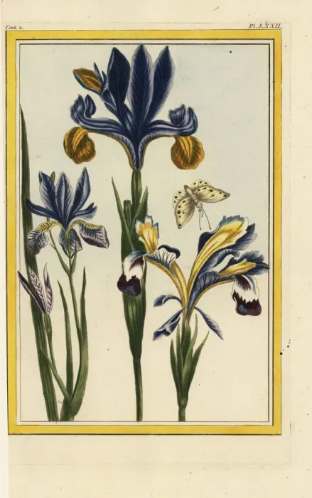 Framed Print : Hungarian iris, Iris variegata Framed Print : Hungarian iris, Iris variegata