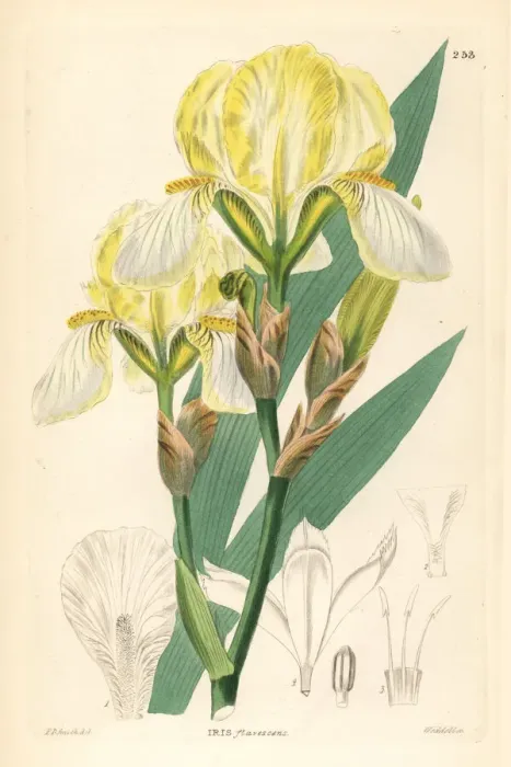 Framed Print : Hungarian iris, Iris variegata Framed Print : Hungarian iris, Iris variegata