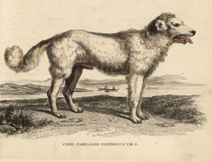 Framed Print : Hungarian Pumi sheepdog Framed Print : Hungarian Pumi sheepdog
