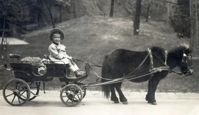 Framed Print : Hungary - Young girl at the reins of a miniature pony cart. Date: 1923 Framed Print : Hungary - Young girl at the reins of a miniature pony cart. Date: 1923