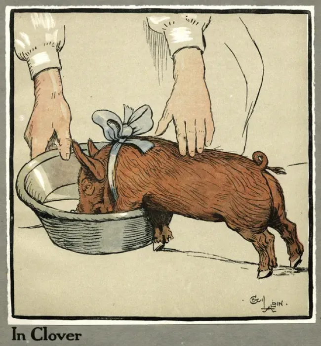 Framed Print : Hungry Peter as a growing piglet drinking from a bowl Framed Print : Hungry Peter as a growing piglet drinking from a bowl