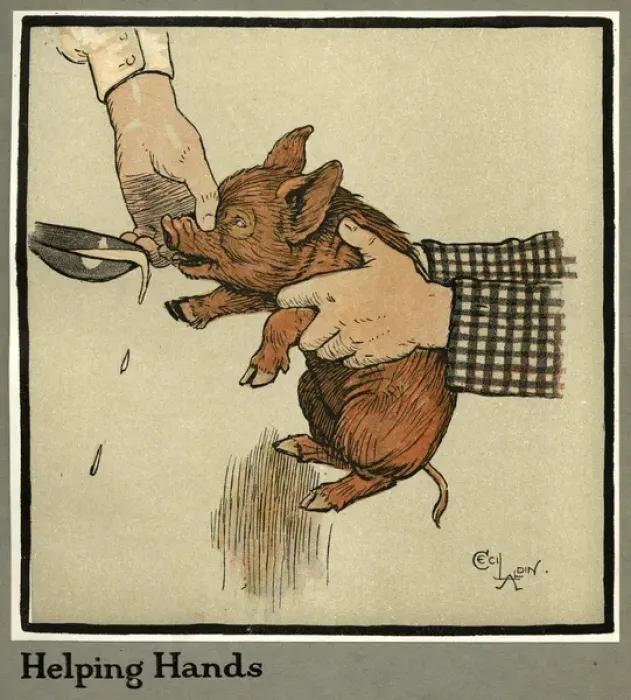 Framed Print : Hungry Peter the pig, as a young piglet Framed Print : Hungry Peter the pig, as a young piglet