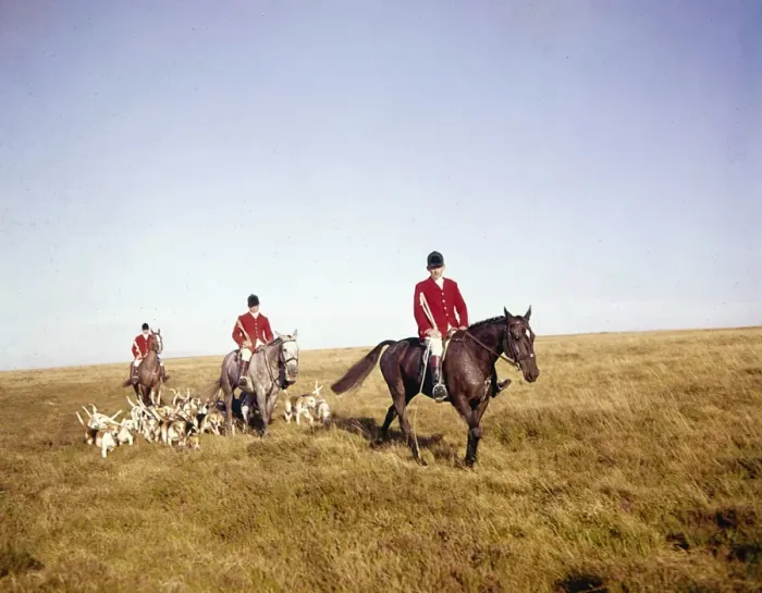 Framed Print : Three hunt members, horses and foxhounds Framed Print : Three hunt members, horses and foxhounds