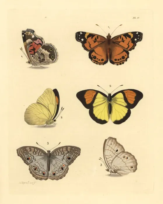 Framed Print : Hunter s, orange tip and grey pansy butterflies Framed Print : Hunter s, orange tip and grey pansy butterflies