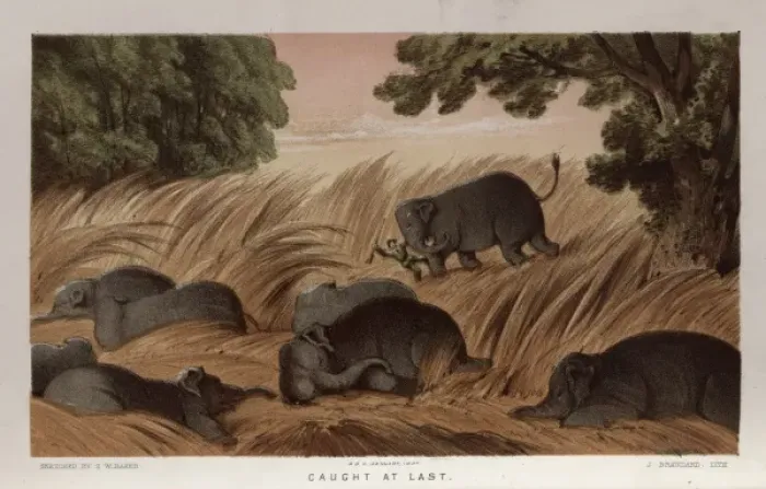 Framed Print : Hunter trampled by elephant, Sri Lanka Framed Print : Hunter trampled by elephant, Sri Lanka