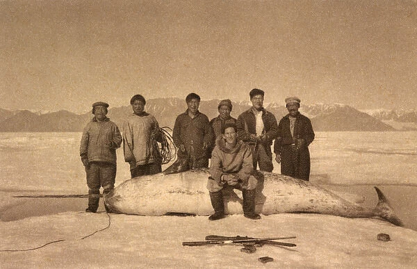 Hunters and captured narwhal - North Canada