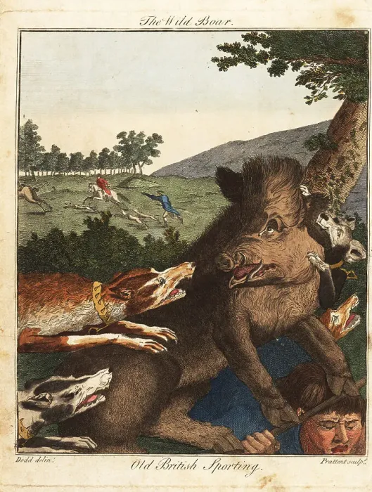 Framed Print : Hunters and hounds hunt a wild boar in England, 18th century Framed Print : Hunters and hounds hunt a wild boar in England, 18th century