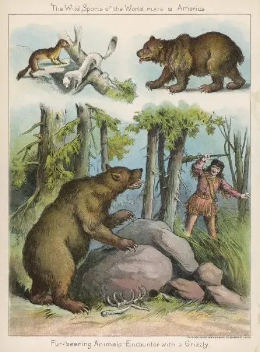 Framed Print : Hunting American Bear Framed Print : Hunting American Bear