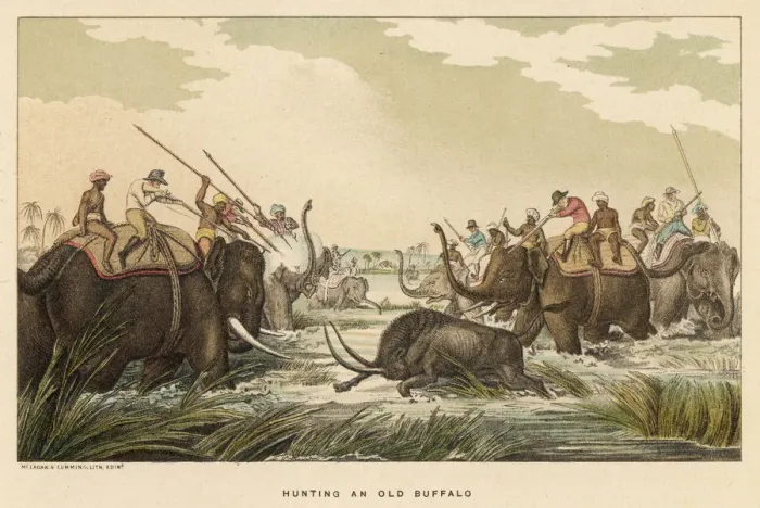 Framed Print : Hunting Buffalo while Riding Elephants Framed Print : Hunting Buffalo while Riding Elephants