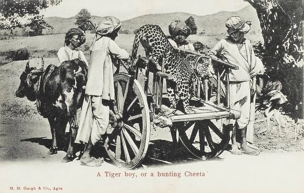 A Hunting Cheetah - India