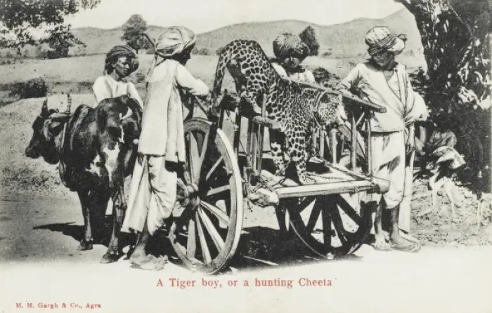 Framed Print : A Hunting Cheetah - India Framed Print : A Hunting Cheetah - India
