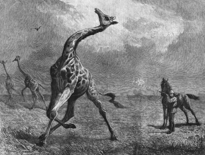 Framed Print : Hunting giraffe Framed Print : Hunting giraffe