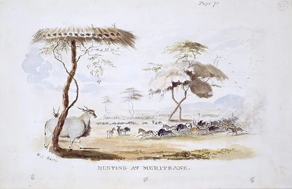 Hunting at Meritsane (Plate 51  /  52)