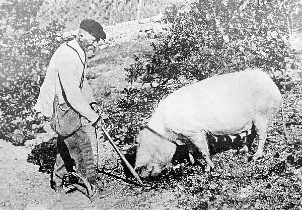 Hunting for truffle, Perigord, France, Victorian period