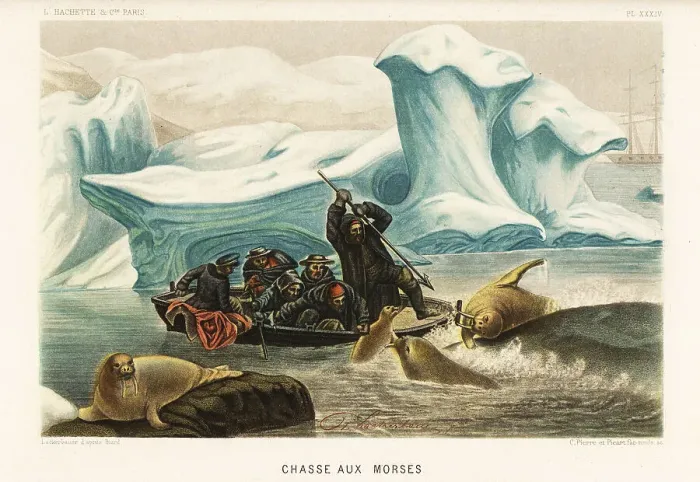 Framed Print : Hunting walrus, Odobenus rosmarus, in the Arctic ice floes Framed Print : Hunting walrus, Odobenus rosmarus, in the Arctic ice floes