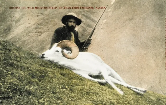 Framed Print : Hunting wild big horn sheep in Alaska Framed Print : Hunting wild big horn sheep in Alaska