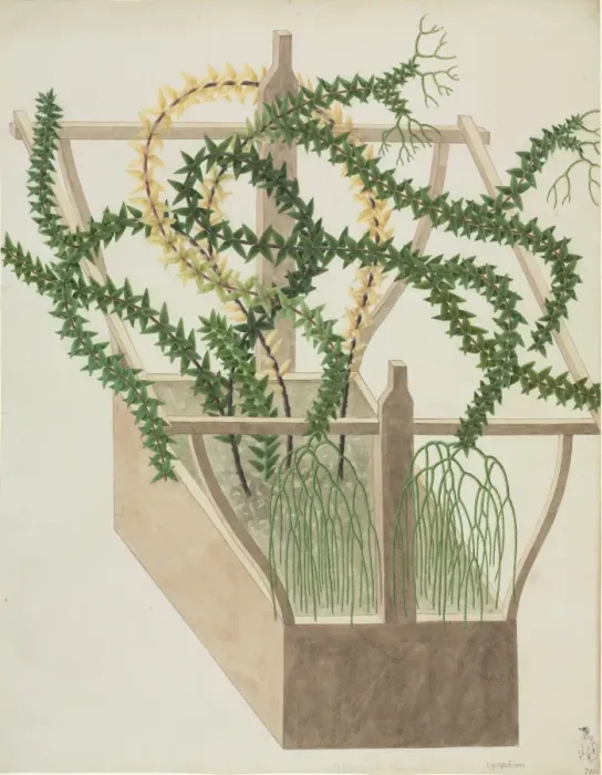 Framed Print : Huperzia phlegmaria, tassel fern Framed Print : Huperzia phlegmaria, tassel fern
