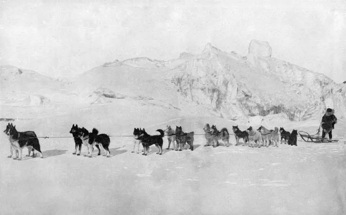 Framed Print : Huskies. A team of huskies prepare to pull a sled in the icy wilderness Date: 20th century Framed Print : Huskies. A team of huskies prepare to pull a sled in the icy wilderness Date: 20th century