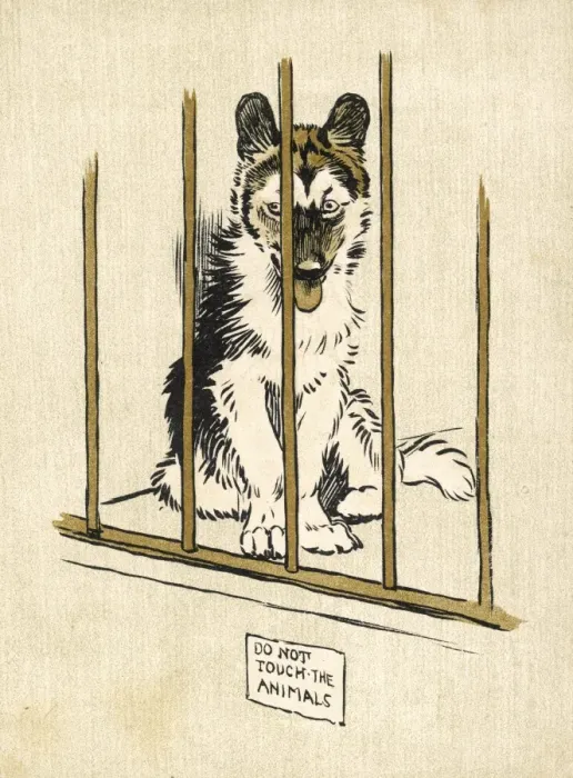Framed Print : Husky Pup Aldin 1907 Framed Print : Husky Pup Aldin 1907