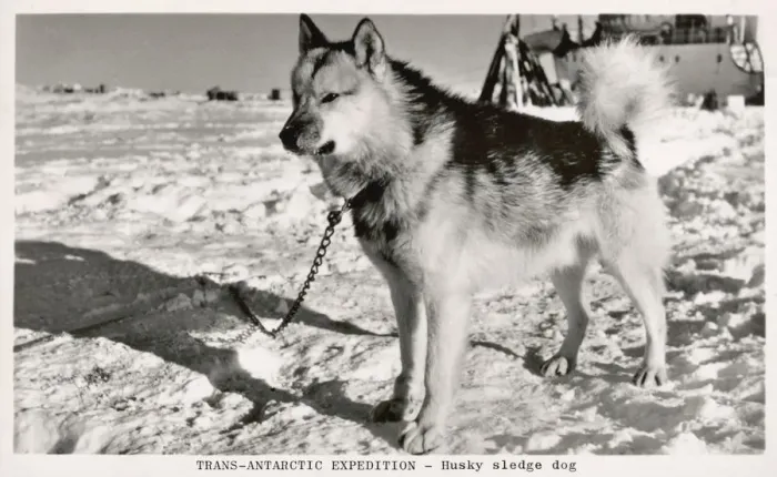 Framed Print : A Husky Sledge Dog Framed Print : A Husky Sledge Dog