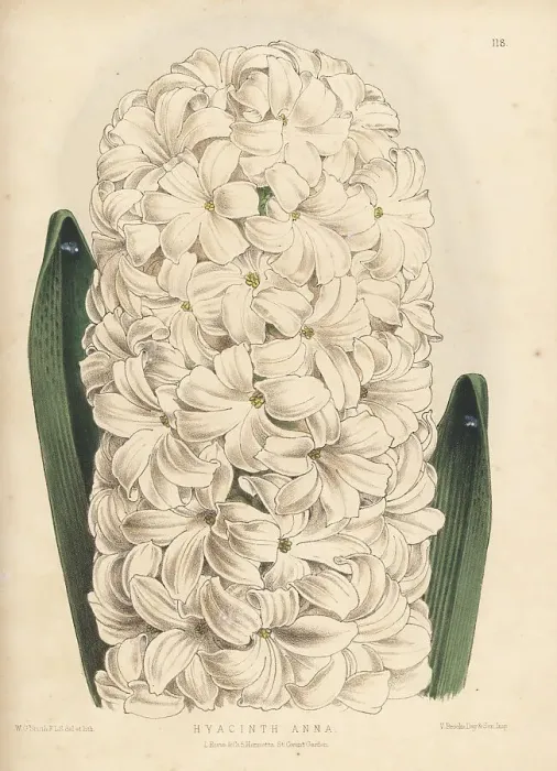 Framed Print : Hyacinth cultivar, Anna Framed Print : Hyacinth cultivar, Anna
