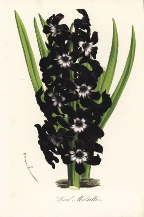 Framed Print : Hyacinth cultivar, Lord Melville, Hyacinthus orientalis Framed Print : Hyacinth cultivar, Lord Melville, Hyacinthus orientalis