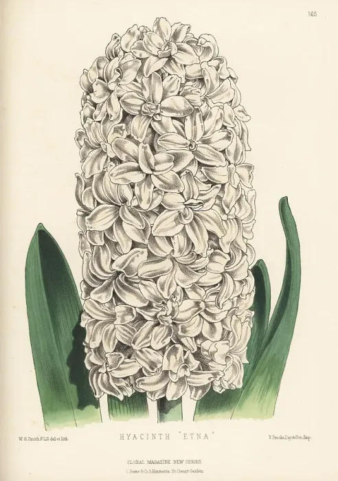Framed Print : Hyacinth hybrid, Etna